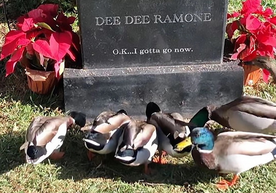 Ramones: túmulo de Dee Dee Ramone é visitado diariamente por ‘patos punks’