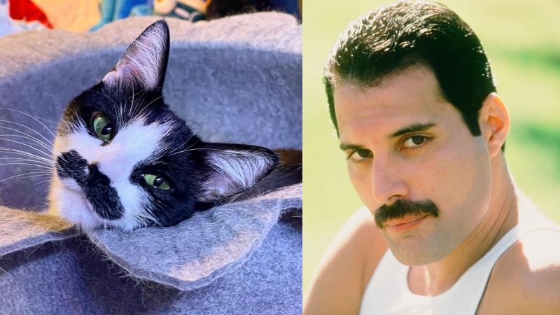 Gato com 'bigode' de Freddie Mercury viraliza nas redes sociais